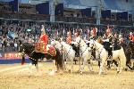 Cavalry - 00302